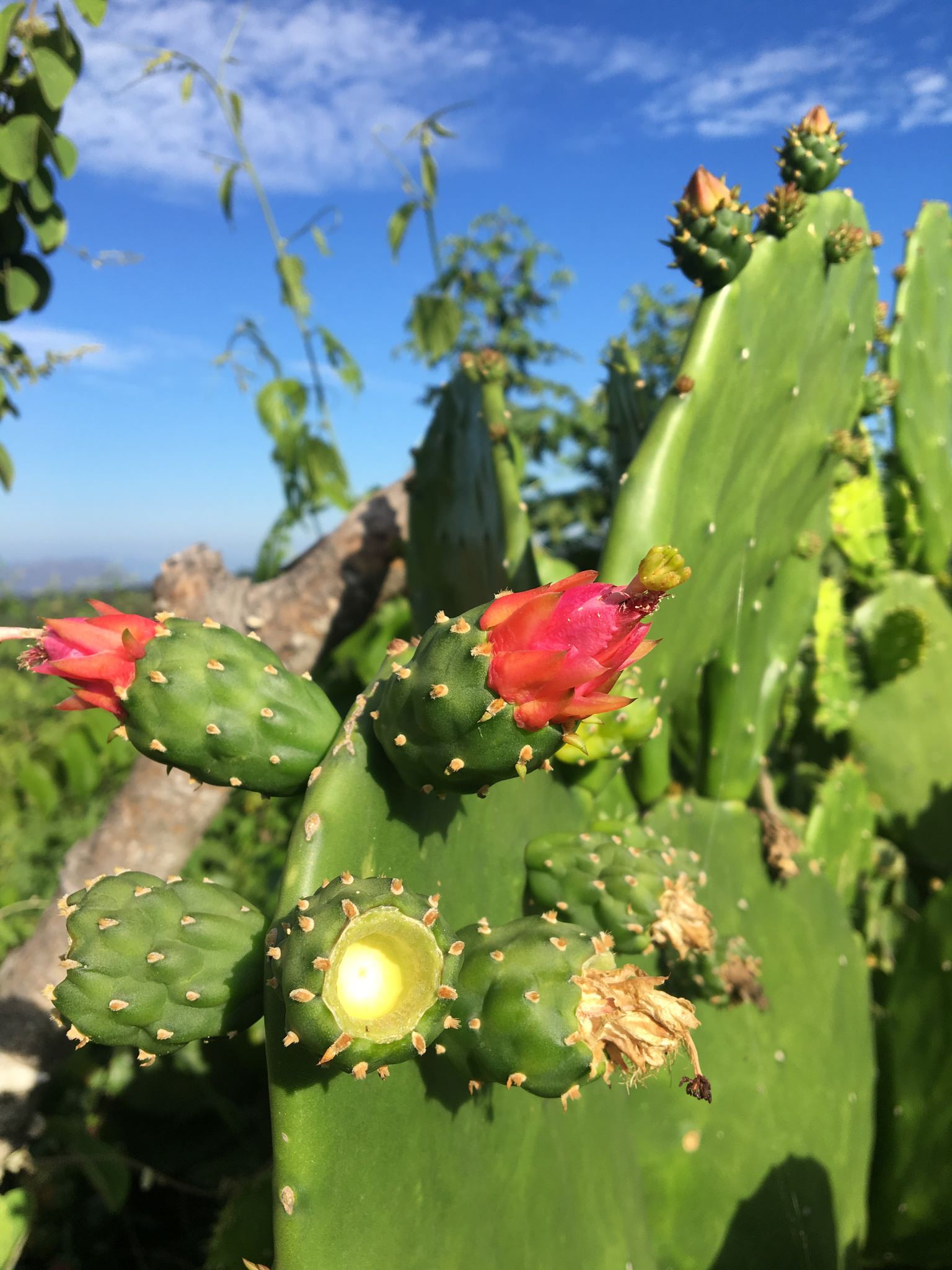 Opuntia cochenillifera